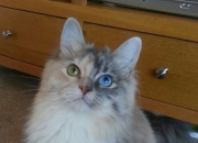 开云体育官网-若日尼奥的双王诅咒，进攻端神魔一体，塞内加尔提前终结巴西悬念