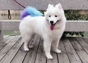 开云-利拉德的死神时刻，当爵士对阵热火的悬念提前退场