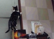 开云APP-以光为名的阴影，格列兹曼如何在葡萄牙对阵勒沃库森的巨人弑杀战中完成关键制胜？