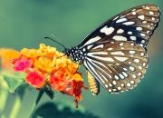 开云体育登录-擎天柱砸碎骑士盾牌，武切维奇一人主宰生死时速