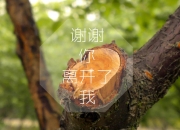 开云体育中国-西亚卡姆重剑无锋显真章，火箭精密铁链封锁魔术