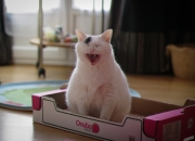 开云体育中国-米切尔42分圣城燎原，马刺生死七秒斩落勇士