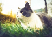 开云体育中国-马克西单骑破阵，公牛主场沦陷记