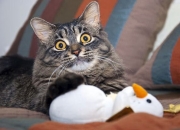 开云体育官网-聚光灯外的稳定，阿根廷的胜利与库尔图瓦的沉默守护