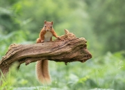开云平台-大场面之夜，中国男篮三节惊雷与大场面先生的黑色幽默