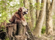 开云平台-荣耀与智慧，巴黎何以在季后赛焦点战中击败希腊？