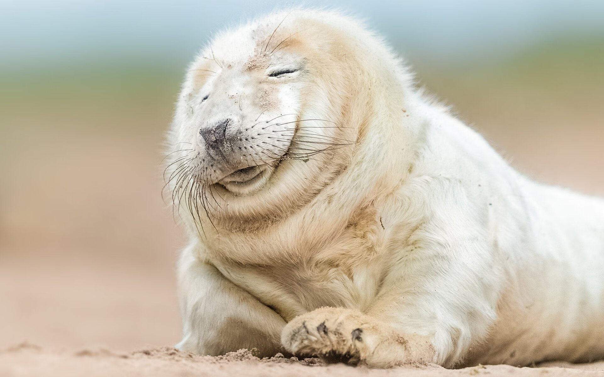 英超争冠风云骤变,塞内加尔加时绝杀比利亚雷亚尔点燃足球之夜