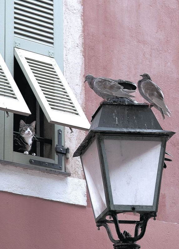 归化之光点亮绿茵,卡瓦哈尔一锤定音,中国男足热身赛爆冷撼动南非