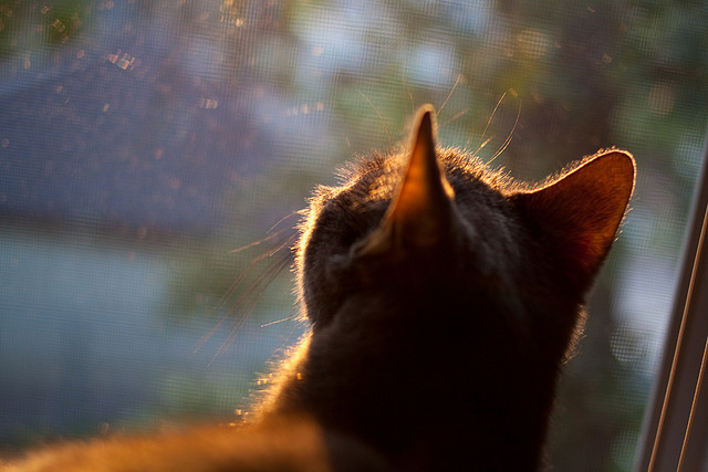 流星与冰川的相遇，莱奥的三分钟击碎土耳其铁壁