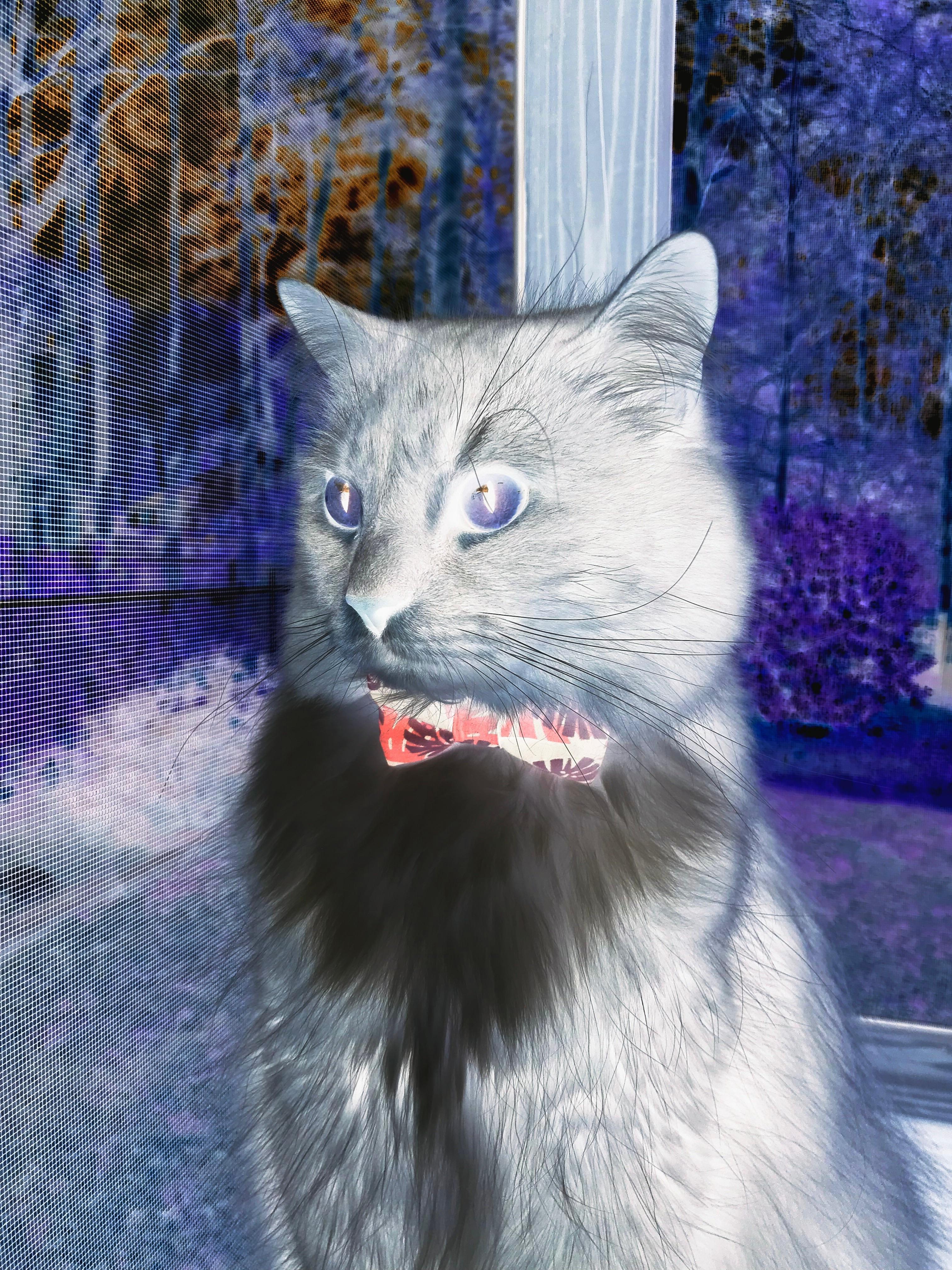 跨界共振，基耶萨爆发与洪都拉斯封锁澳大利亚的隐藏纽带