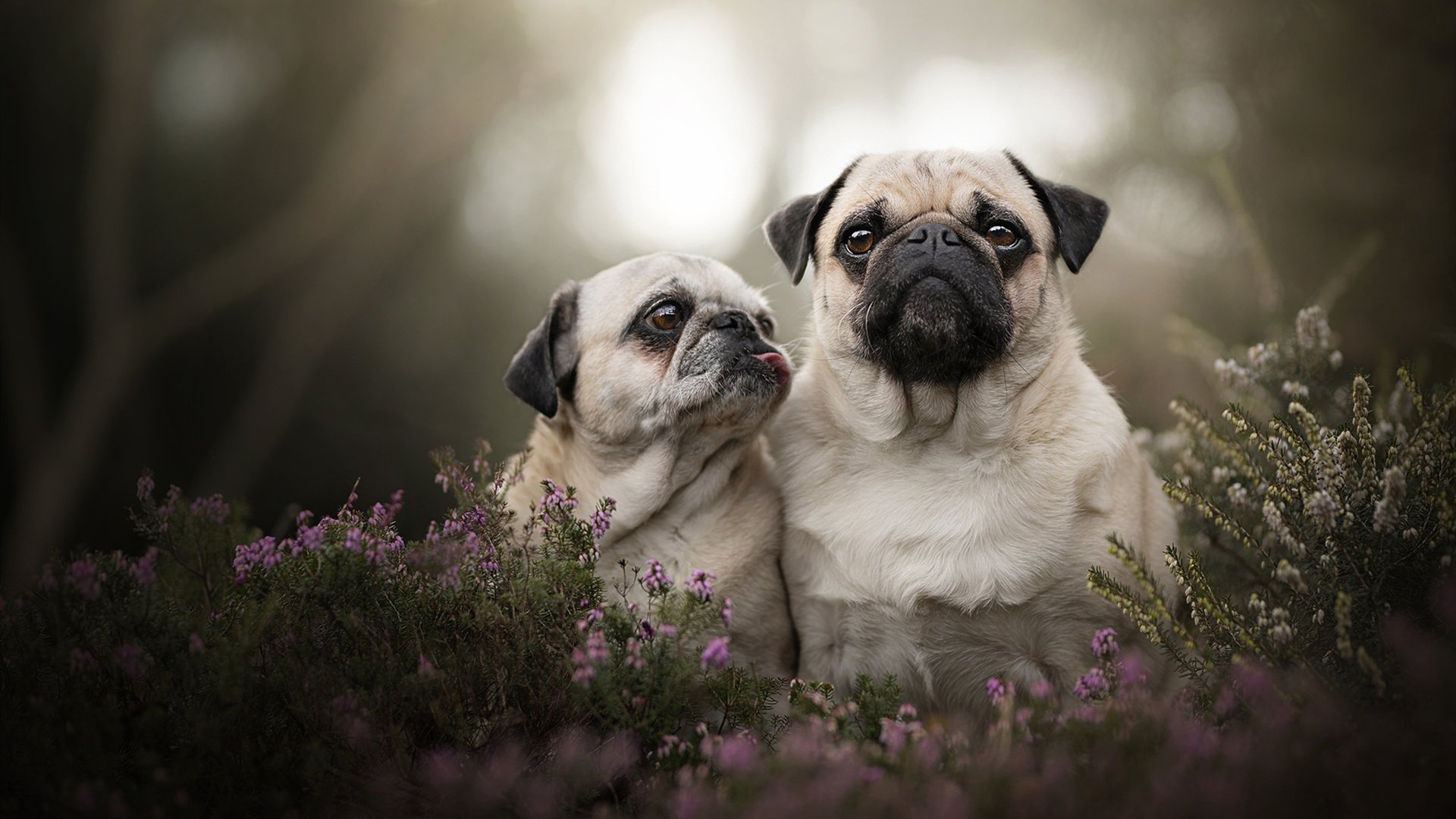 山鹰折翼，美国青春风暴冲垮哥伦比亚，劳塔罗替补绝杀定乾坤