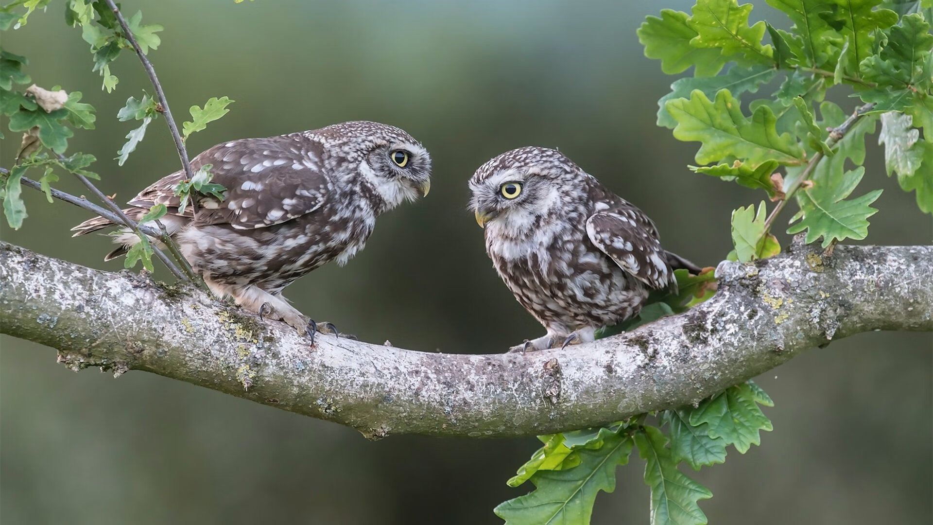 现代篮球的双面镜，团队洪流与巨星利刃—公牛窒息式攻击与伦纳德的终极接管