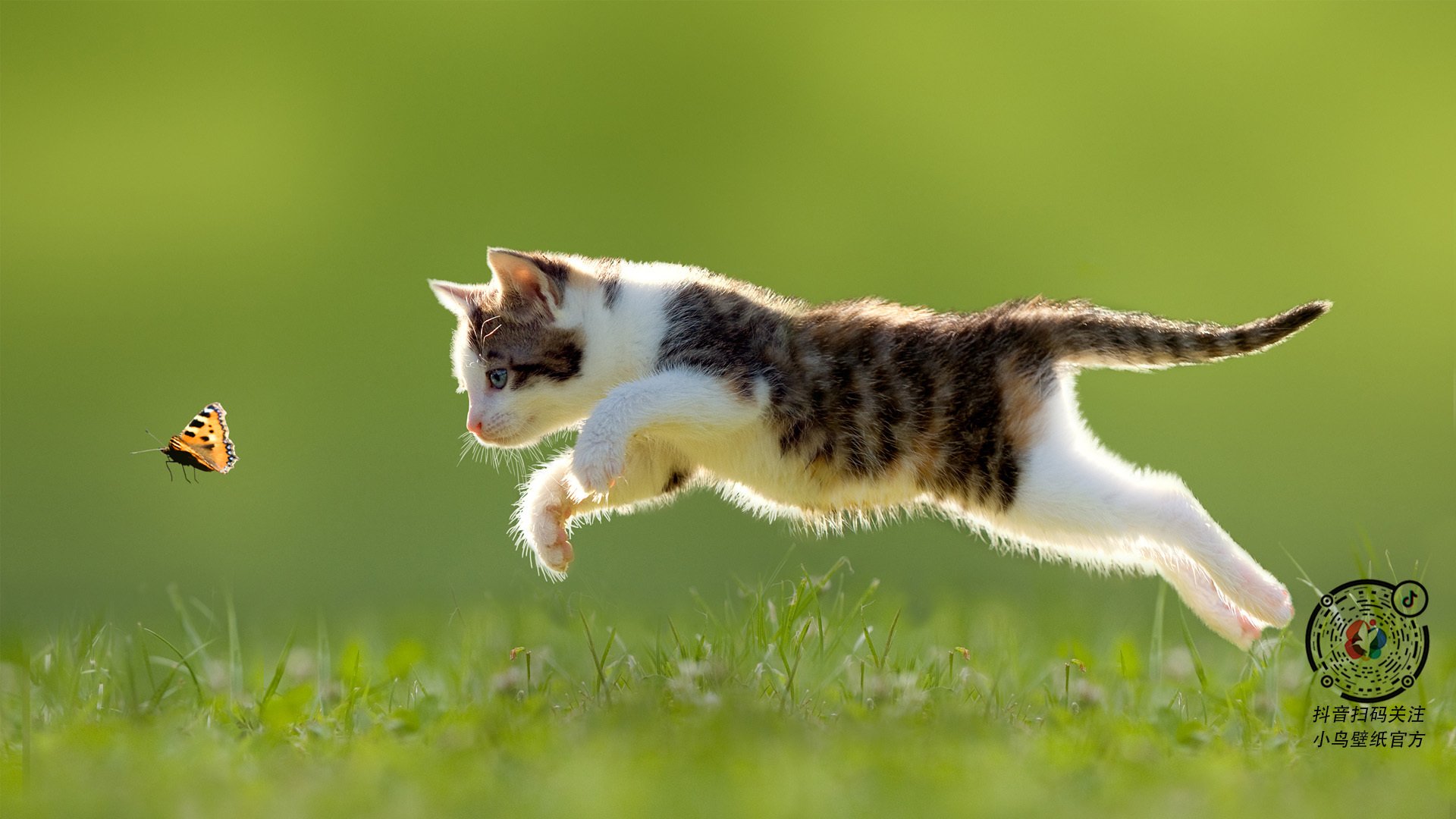 年度史诗夜，双星对撼，哈利伯顿的致命锋刃