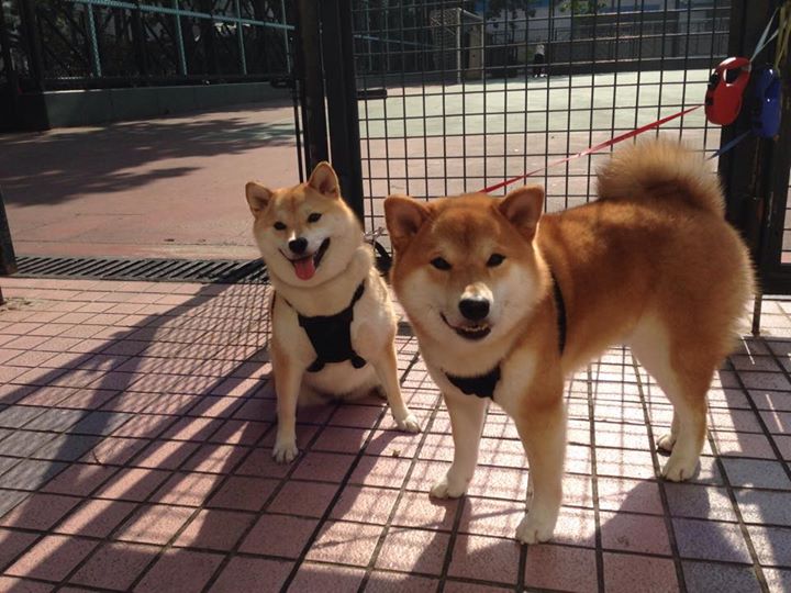 末节独得18分！新疆奇兵切特变身关键先生，率队险擒东北虎
