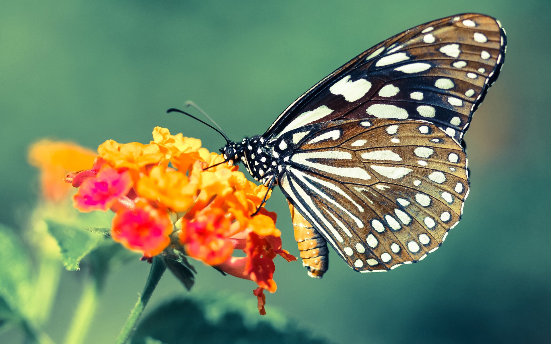 拉梅洛，唯一一颗拒绝计算的赛博心脏