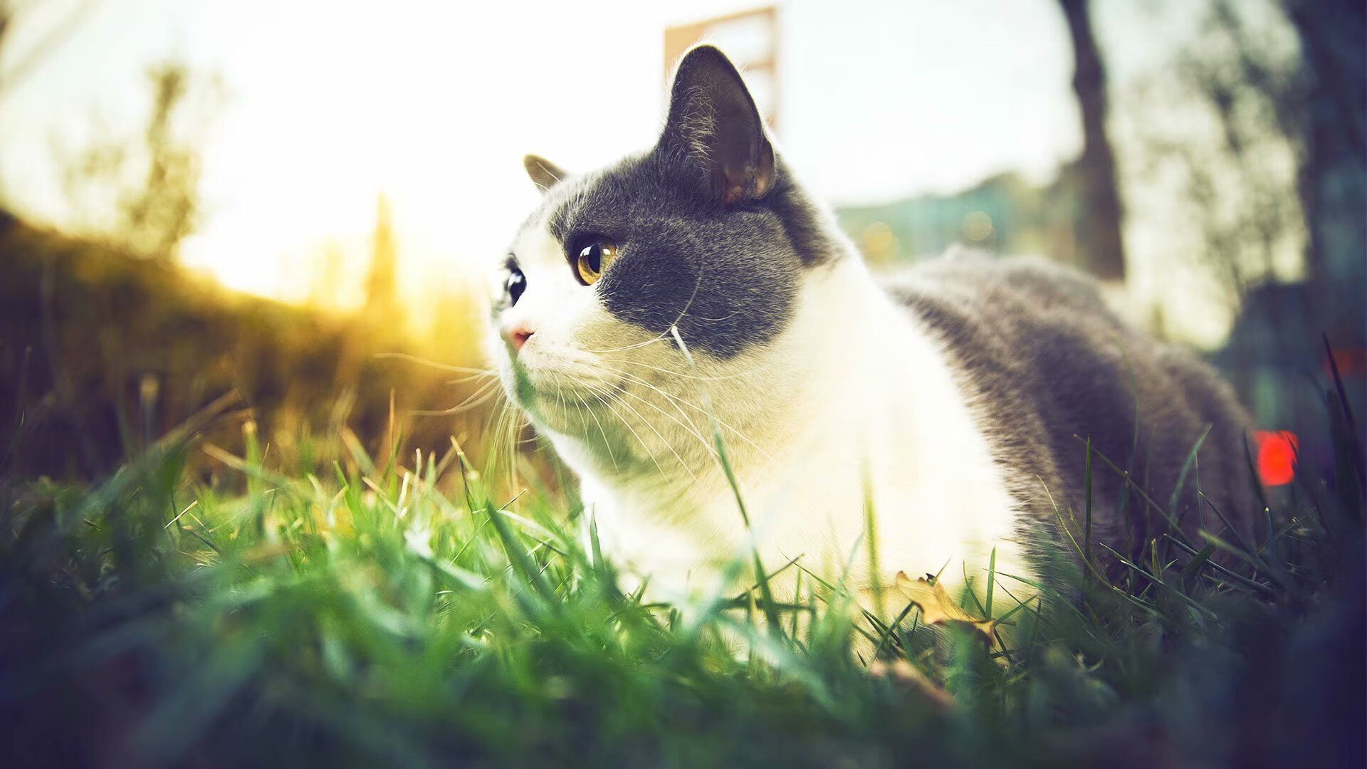 马克西单骑破阵，公牛主场沦陷记