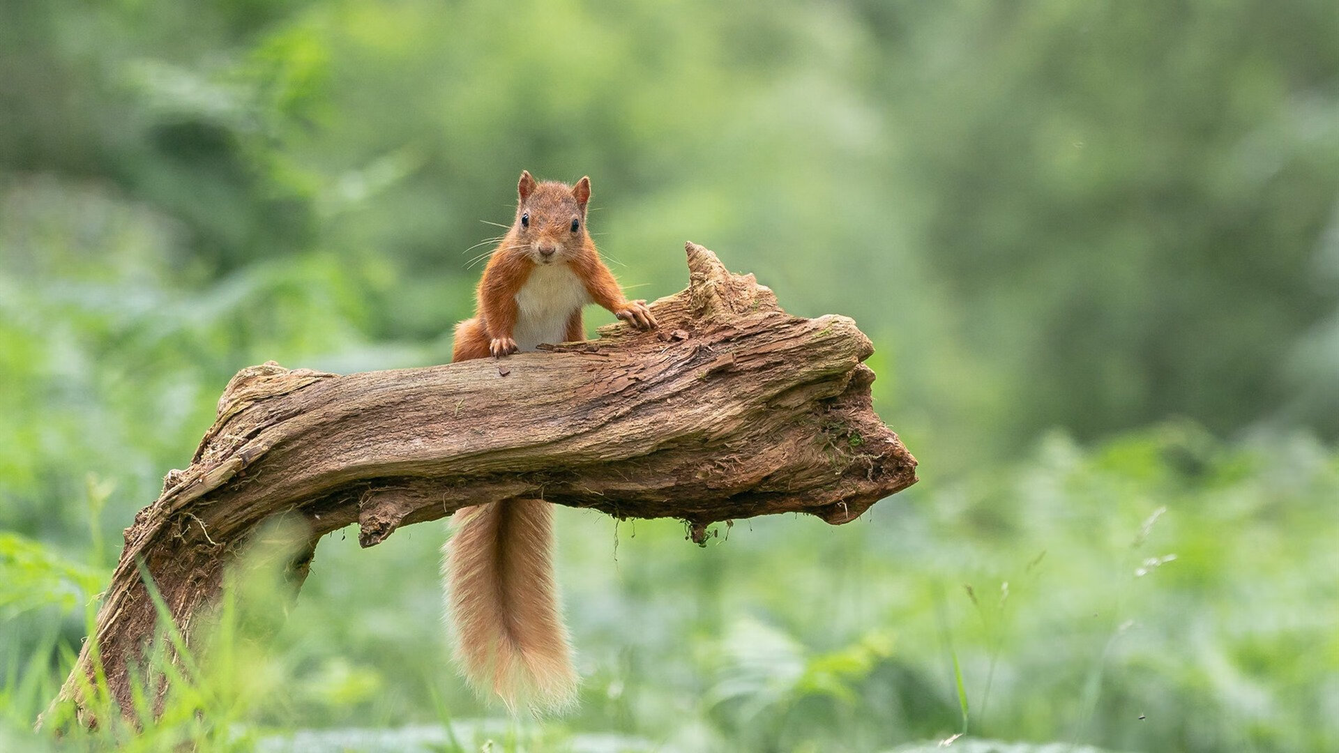 大场面之夜，中国男篮三节惊雷与大场面先生的黑色幽默