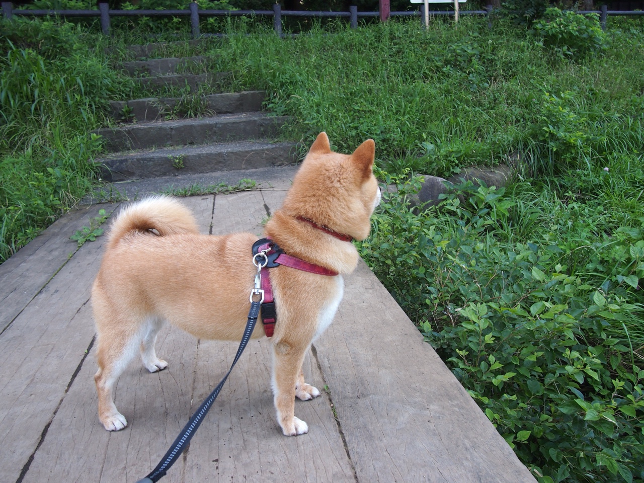 沙尘暴与定海神针，资本浪潮中赖斯的钢铁中场统治