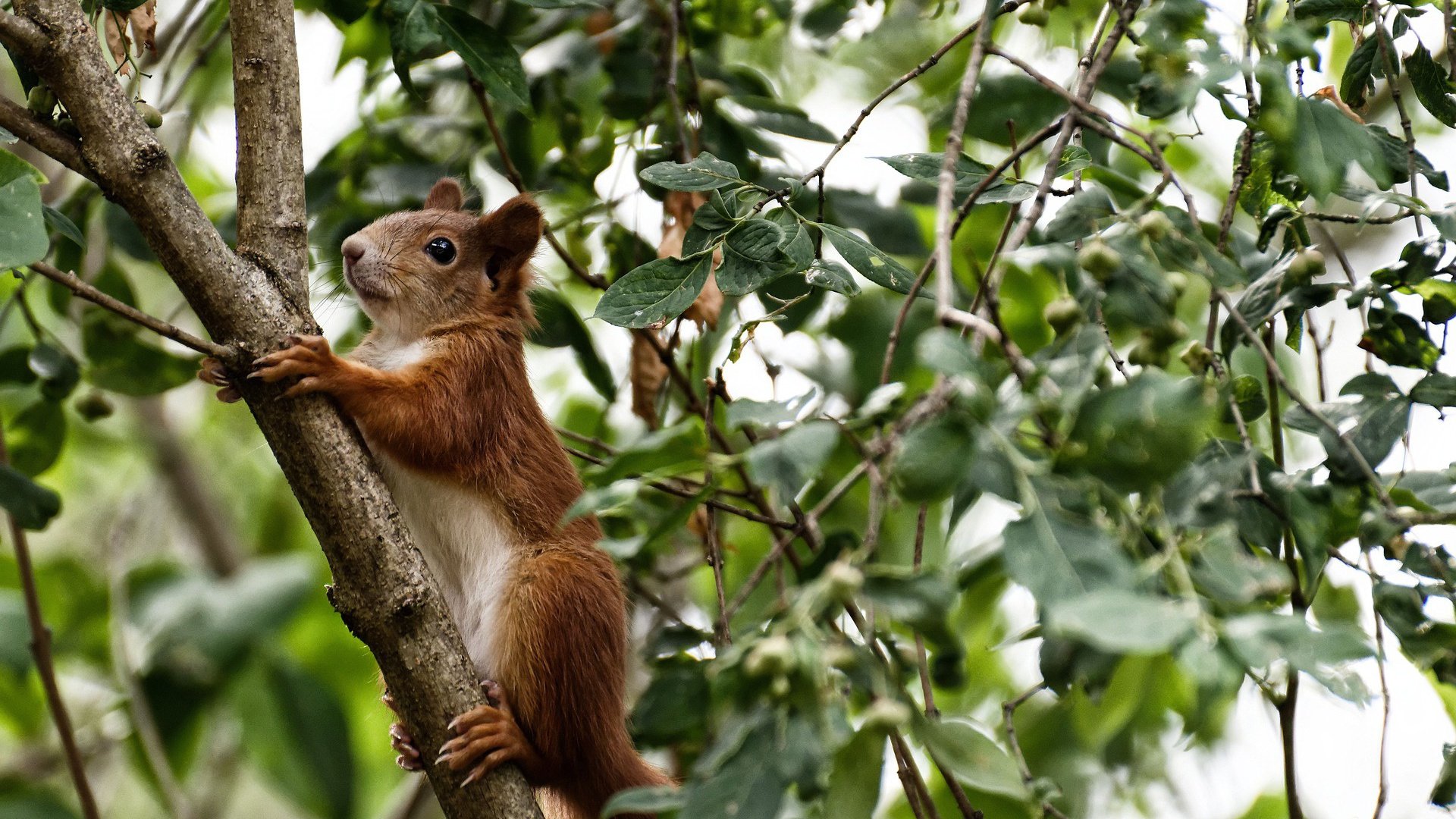 逆转基因，从伯纳乌到AT&T中心，跨越万里的体育精神共振