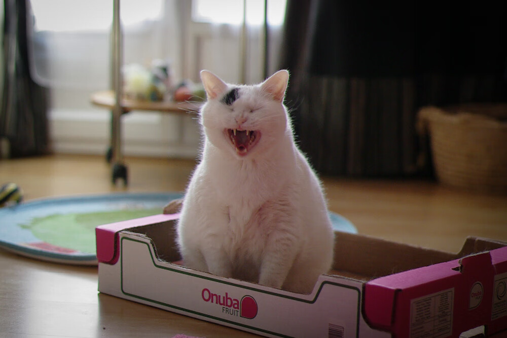 神性的注入，贝林厄姆将年度焦点之战升华为永恒的艺术