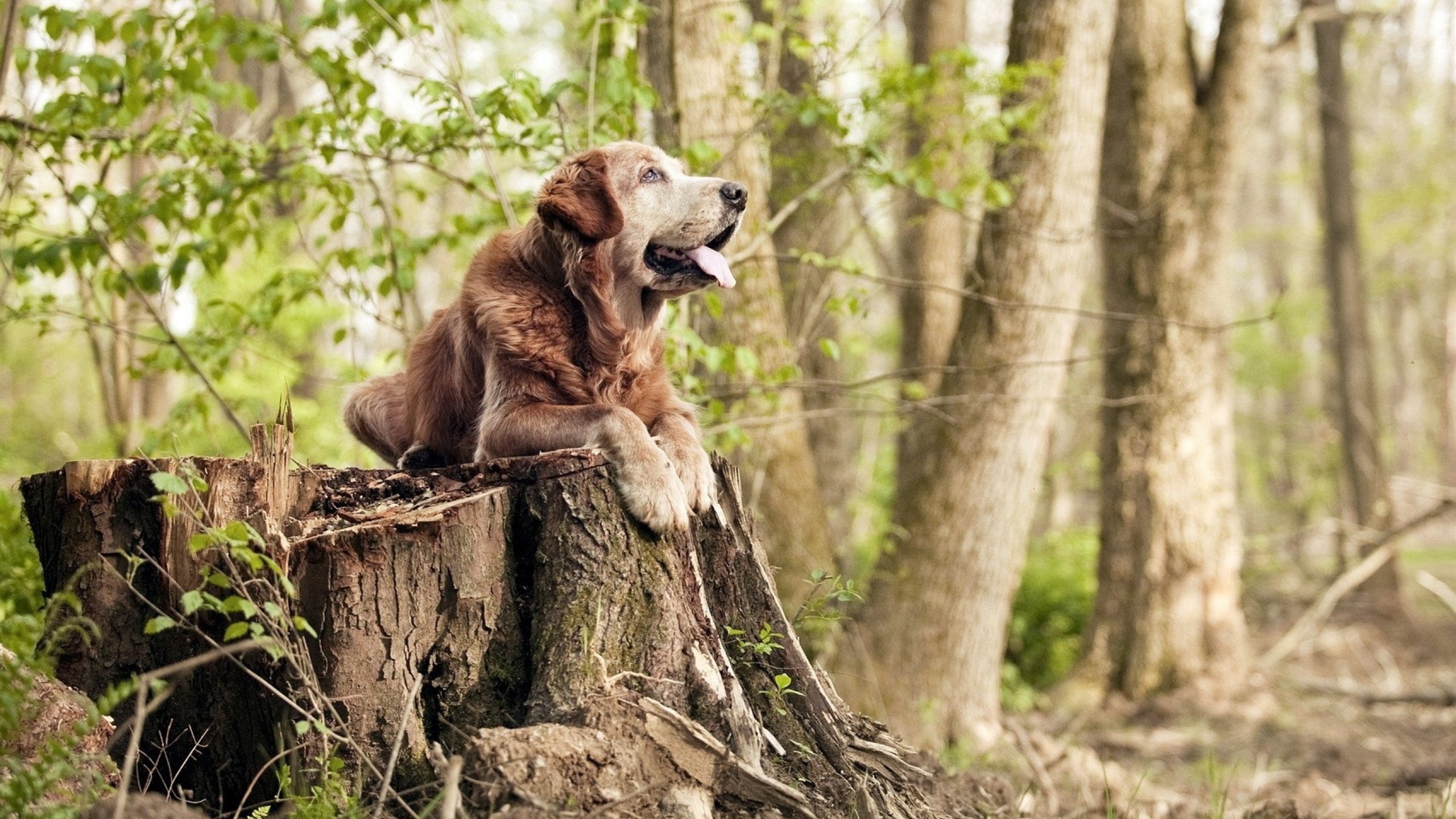 荣耀与智慧，巴黎何以在季后赛焦点战中击败希腊？